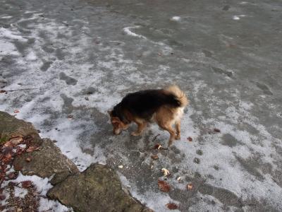 狗, 湖, 冻结, 冰, 冬天, 感冒, 宠物