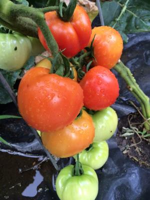西红柿, 葡萄树, 成熟