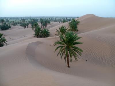 沙漠, 沙子, 棕榈, 沙丘, 摩洛哥