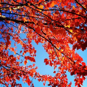 红叶, 秋天, 秋天, 季节性, 秋天的颜色, 自然, 树