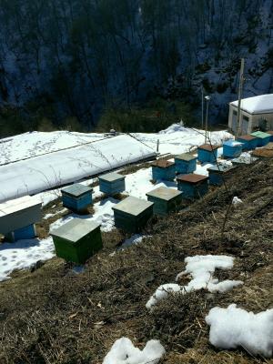 养蜂场, 养蜂在山, 养蜂 surb haghartsin, 春天, 解冻