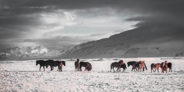 马, 冬天, 户外, 野生, 感冒, 动物主题, 自然