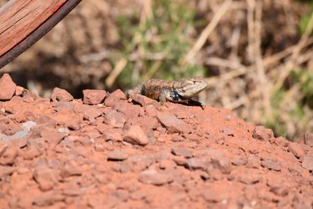 蜥蜴, 犹他州沙漠, 自然, 爬行动物