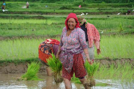 加德满都, 尼泊尔, 亚洲, 大米, 种植, 字段, 妇女