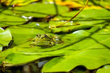 青蛙, 水蛙, 蛙池里, 动物, 绿色, 坐, 台湾萍蓬草薜荔叶