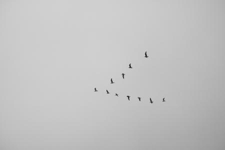鸟, 动物, 飞行, 天空, 黑色和白色, 自然