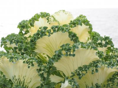 观赏白菜, 叶子, 详细, 竖起, kraus, fraktalähnlich, 分形