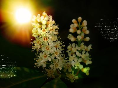 月桂树开花, 花, 植物, 杨梅, 布什, 照明