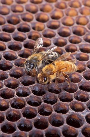 蜜蜂, 非洲, 欧洲, 蜜蜂, 蜂蜜, 蜂窝状, 昆虫