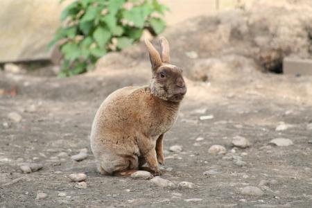 兔子, 国内, 宠物, 雷克斯, 哺乳动物, 小兔子, 棕色