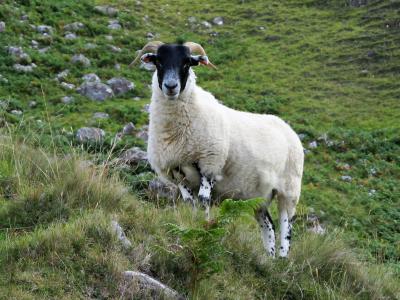 羊, 系羊, 山羊, 苏格兰, 高地和岛屿, 英格兰, 高地