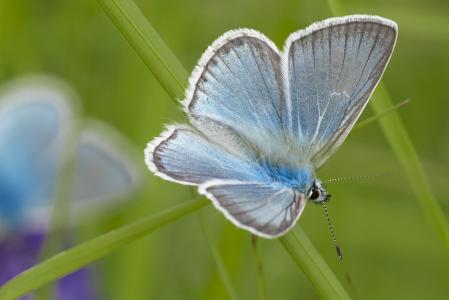 蒙古, halyamaat, buterflies, 蓝色, 休息, 7 月, 昆虫