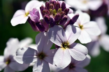 gilliflower, hespers matronalis, 花, 开花, 绽放, 紫色, 自然