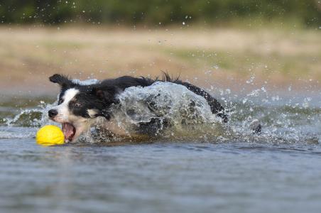 有趣, 边境牧羊犬, 跳转, 水, 英国牧羊犬, 夏季