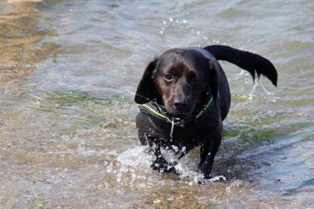 狗, 混合动力, 黑色, 水, 海, 波罗地海, 海滩