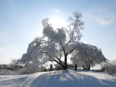 阳光, 冰雪, 吊树