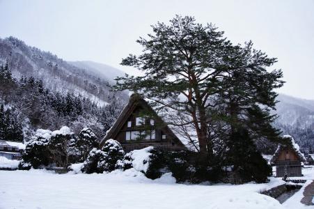 合掌村, 雪, 日本, 冬天, 山, 房子