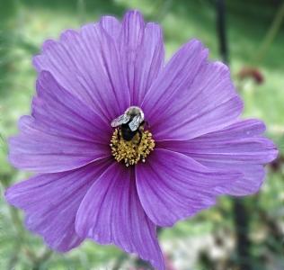 凤仙花, 花, 紫罗兰色, 蜜蜂, 花园, 开花, 花瓣