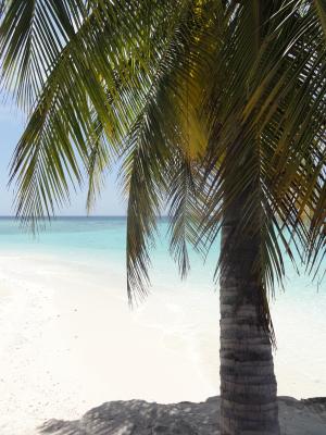 棕榈, 海滩, 马尔代夫, 海, 假日, 夏季, 太阳