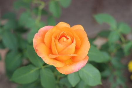 橙色玫瑰金牌, 绽放, 花园, 叶, 爱