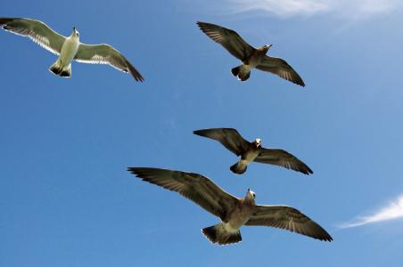 海鸥, 飞行, 天空, 自然, 海, 鸟, 野生动物