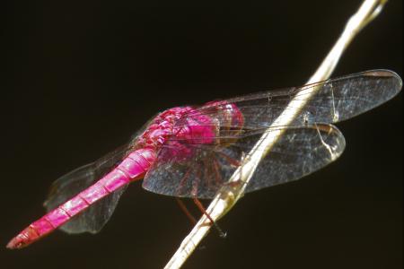 蜻蜓, 昆虫, 节肢动物, 粉红色的颜色, 动物, 百科全书, 自然