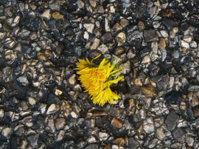 蒲公英, 焦油, 砾石, 一朵花, groung, 湿法, 黄色