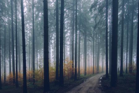 通路, 树木, 森林, 雾, 白天, 植物, 自然