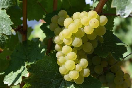 葡萄, 葡萄种植, 白葡萄酒, 葡萄园