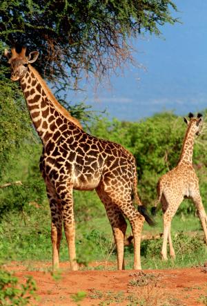 长颈鹿, 非洲, 野生动物园, 在野外的动物, 动物主题, 野生动物, 哺乳动物