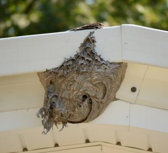 蜂巢, 蜜蜂, 鸟巢, 蜂蜜, 昆虫, 自然, 养蜂