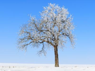 树, 白霜, 冬天, 冰, 雪, 冰, 感冒