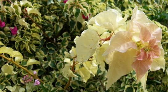 簕杜鹃, 黄色的花, 英国常春藤, 花瓣, 植物区系, 植物, 花