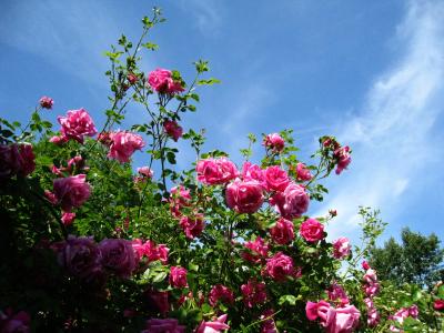 玫瑰, 粉色, 天空蓝, 蓝色, 灌木, 夏季, 阳光