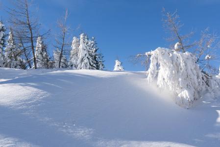 寒冷, 雪, 圣诞节, 12 月, 雪林, 冬天, 自然