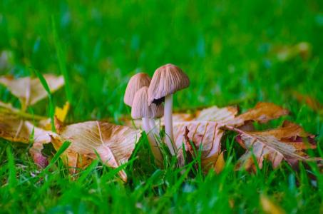 蘑菇, 草, 四季, 秋天, 真菌, 麦角, 蘑菇