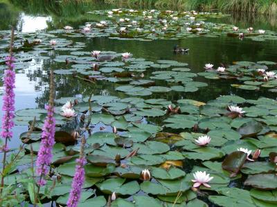 水百合, 池塘, 水生植物, 粉色, 自然