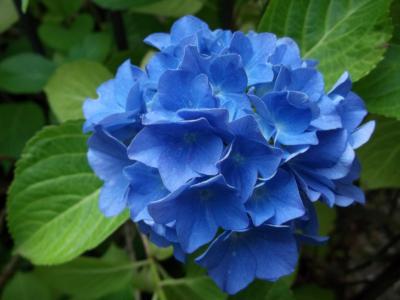 绣球花, 蓝色, 植物