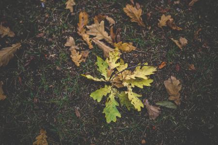 叶子, 秋天, 脏, 多彩, 草, 秋天, 橡树