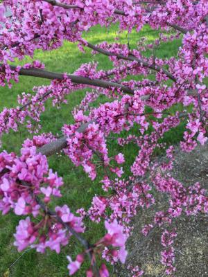 紫荆, 东部, 粉色, 紫色, 树, 开花, 花