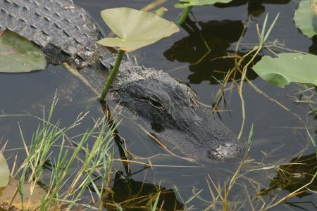 短吻鳄, 佛罗里达州, 大沼泽地国家公园, 捕食者, 美国, 树林, 关闭