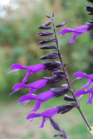 鼠尾草, 自然, 植物, 紫罗兰色, 花, 紫色