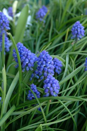 风信子, 花, 蓝色, 丁香, 紫色, 春天, 开花