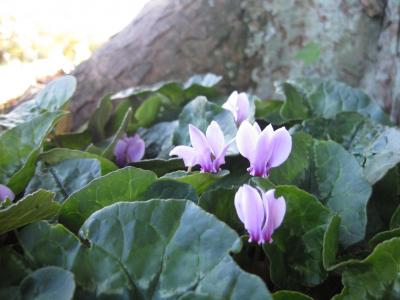 仙客来, 紫色, 粉色, 花, 树, 格拉斯顿伯里修道院