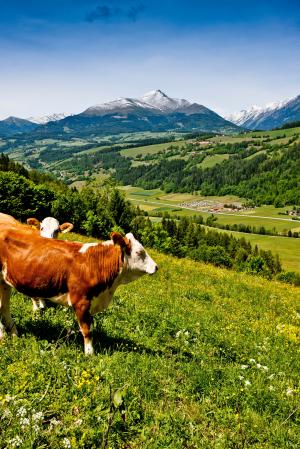 母牛, 草甸, 奥地利, 在山中, 景观, 自然, 动物