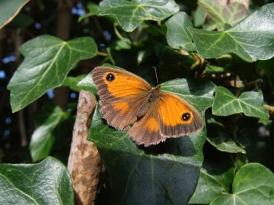 蝴蝶, 苏塞克斯, 英国, 自然, 野生动物, 昆虫, 英格兰