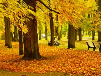 令人惊叹, 秋天, 多彩, 颜色, 美丽, 感冒, 秋天
