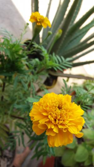 植物, 黄色, 自然, 花瓣, 黄色的花, 春天