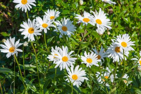 黛西, 雏菊, 花, 漂亮, 白色, 自然, 植物