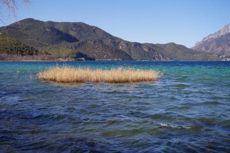 芦苇, 泸沽湖, 蓝色, 水, 景观
